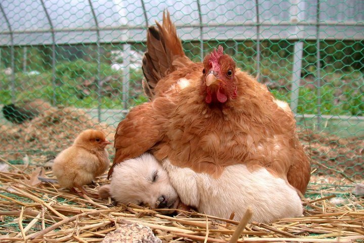 Image result for puppy chicken