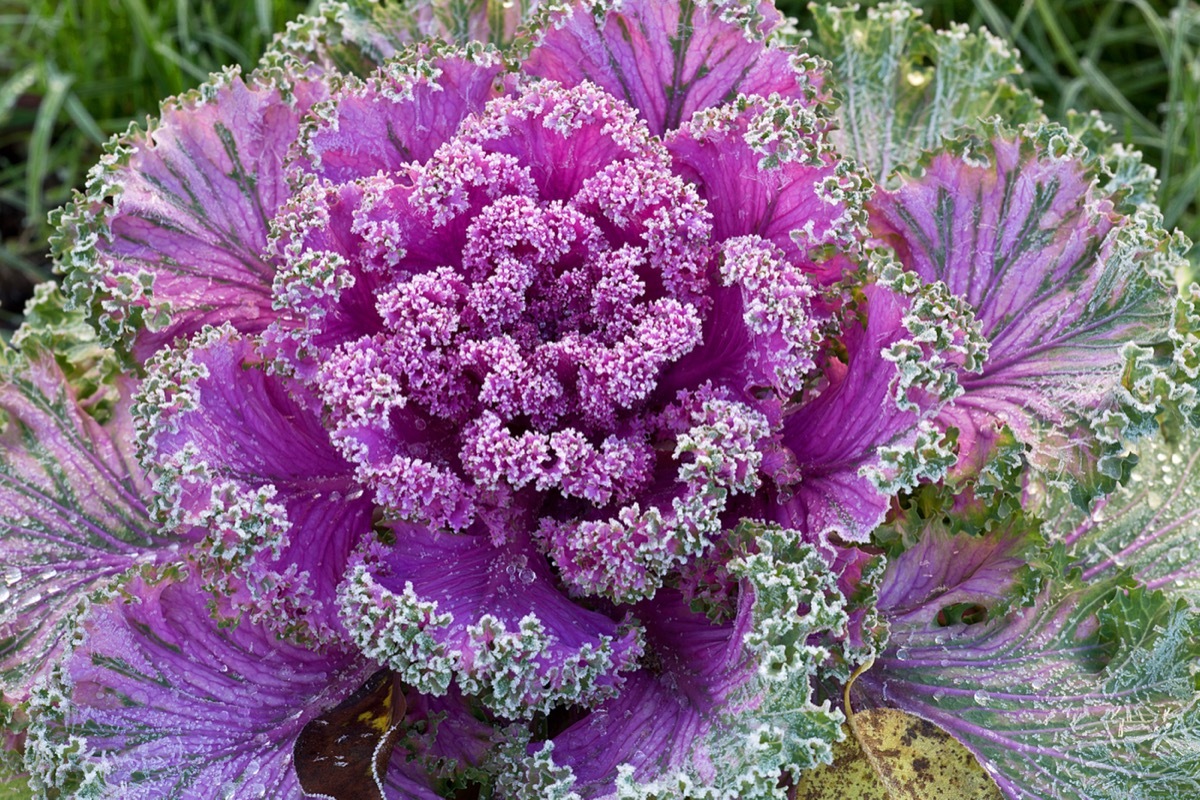 ornamental kale