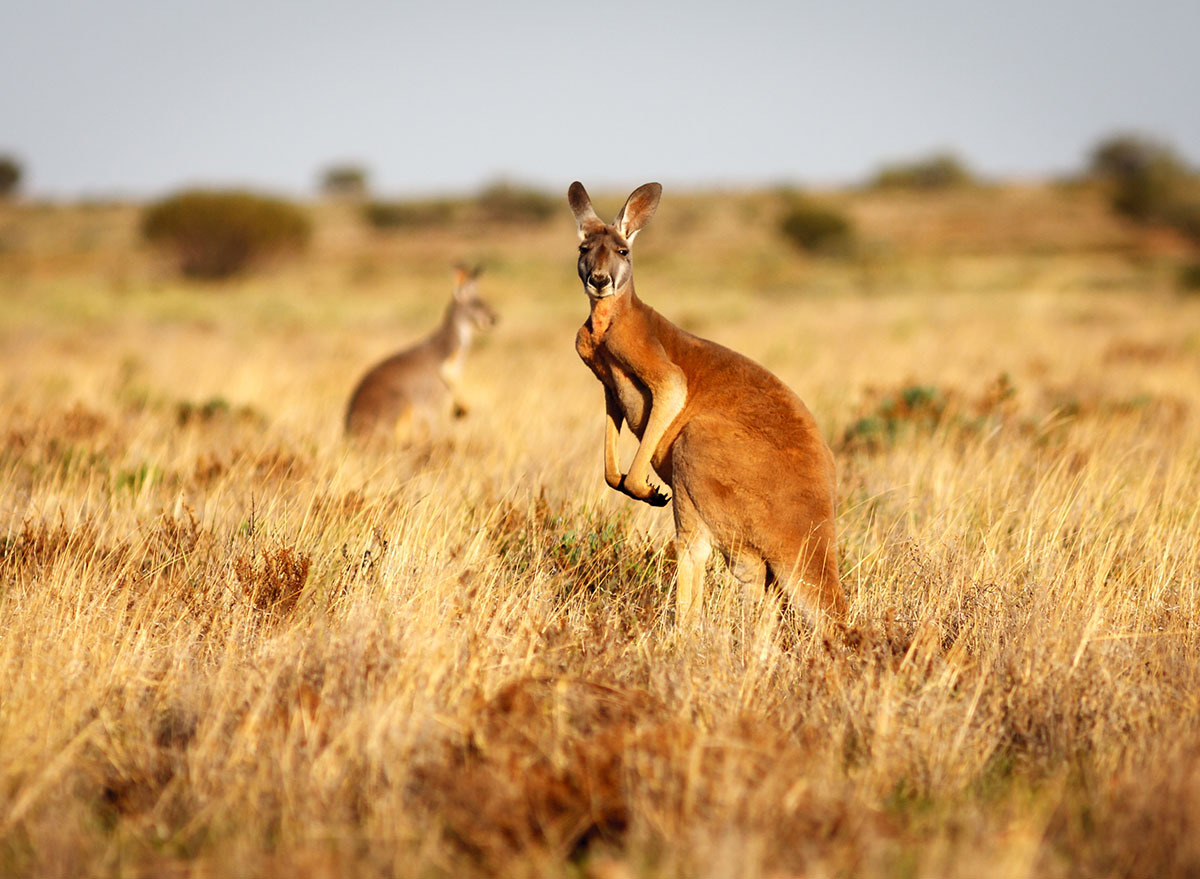 red kangeroo in field