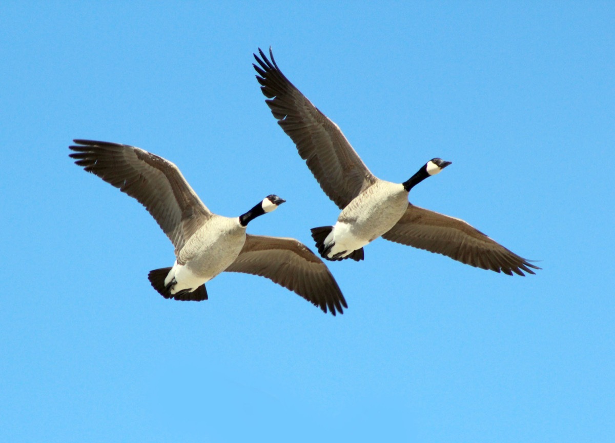 Geese flying