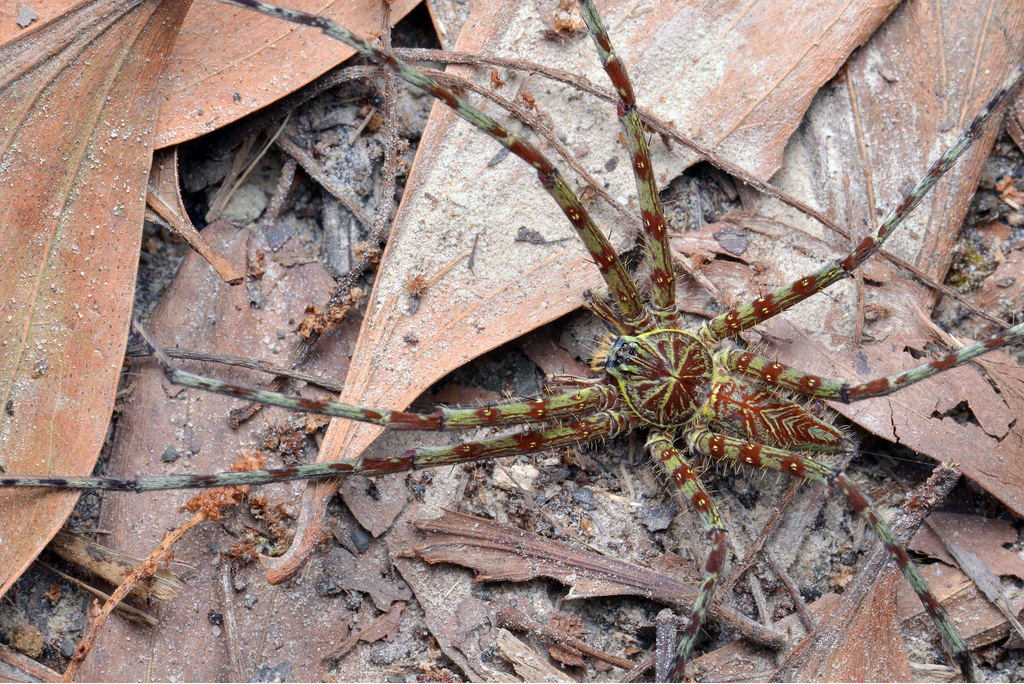 Giant Huntsman Spider Crazy Critters