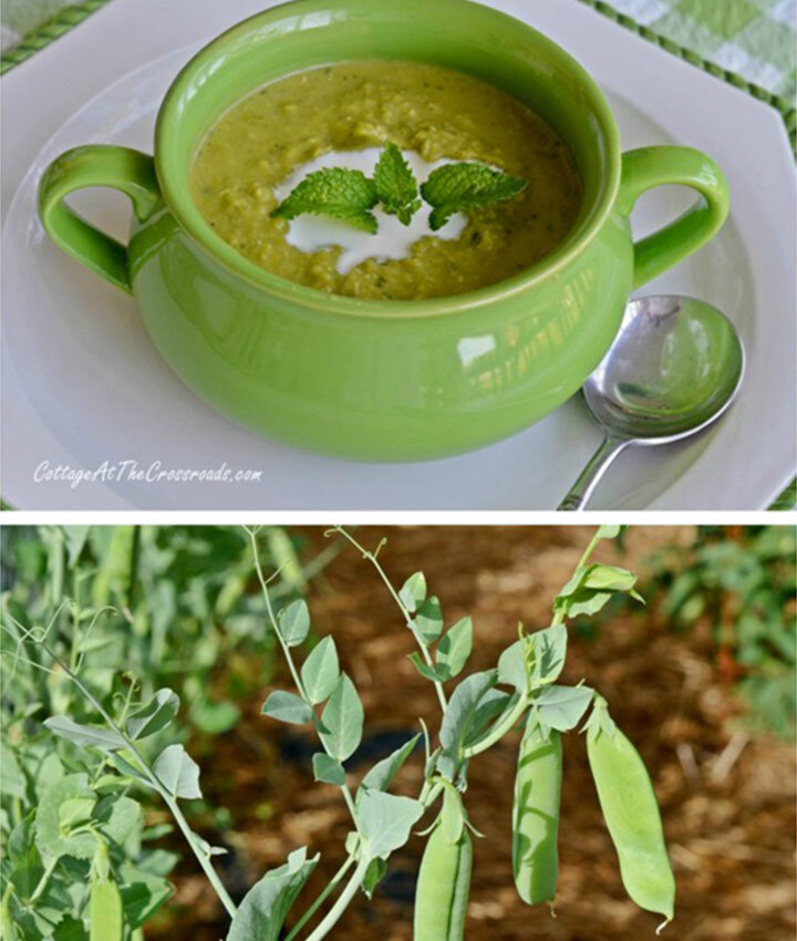 Chilled minty pea soup recipe