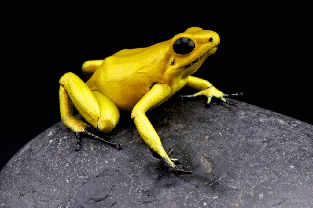 golden poison dart frog