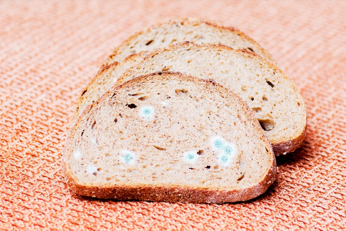 Mildew on a slice of bread