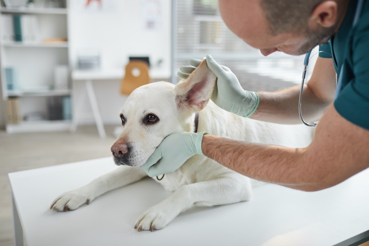 veterinarian examining dog