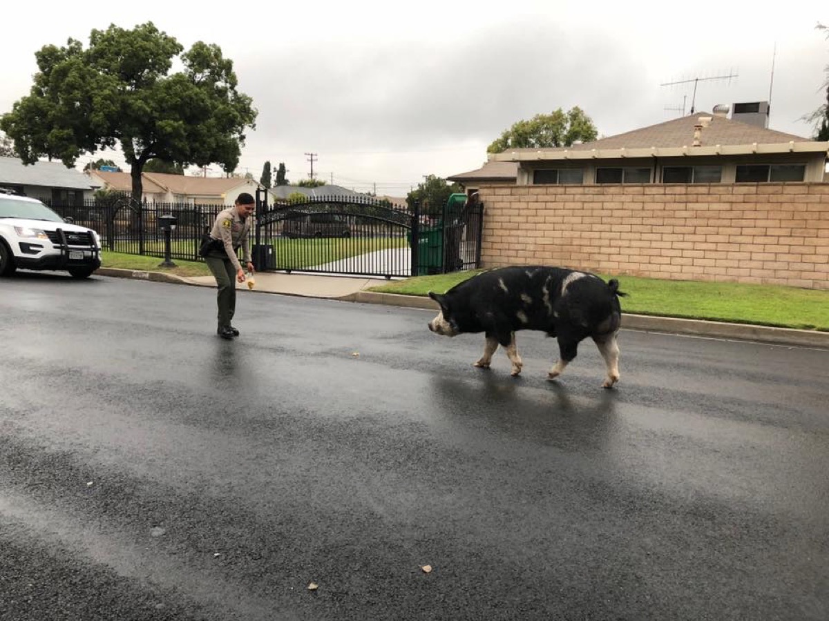 Pig on the Loose {Animal Stories}