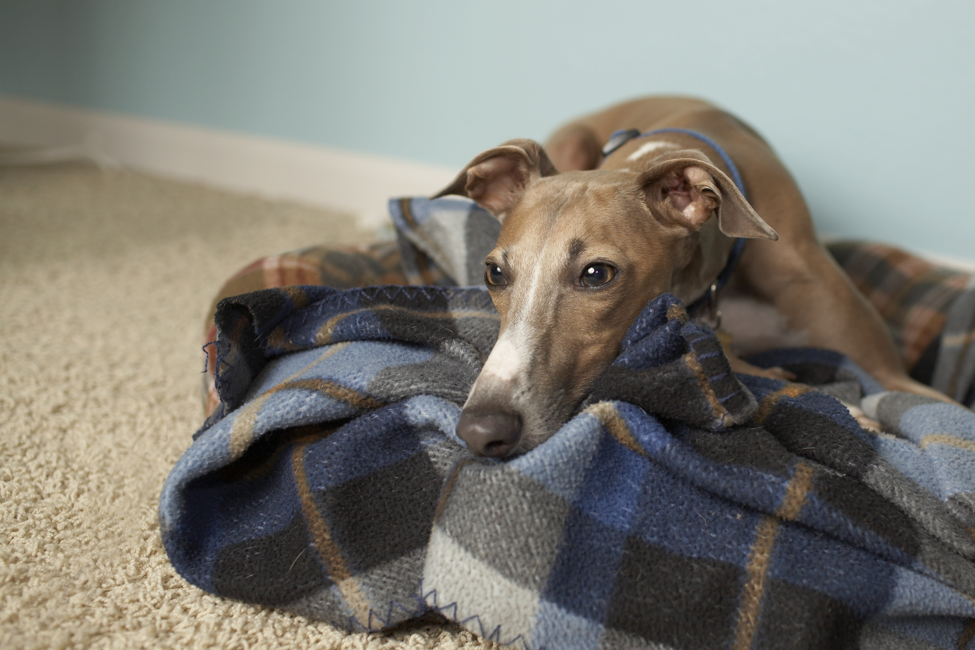 italian greyhound laying on blanket in a room with carpeting