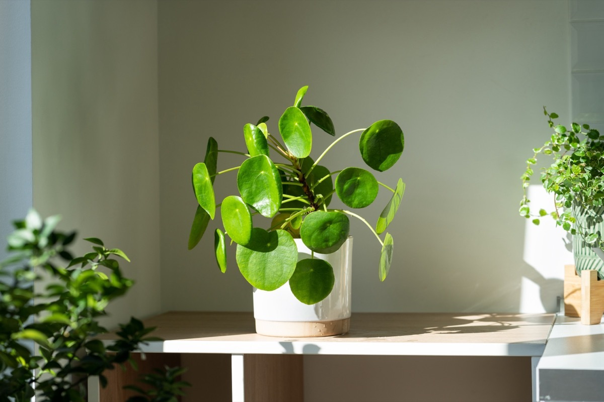 Chinese Money Plant