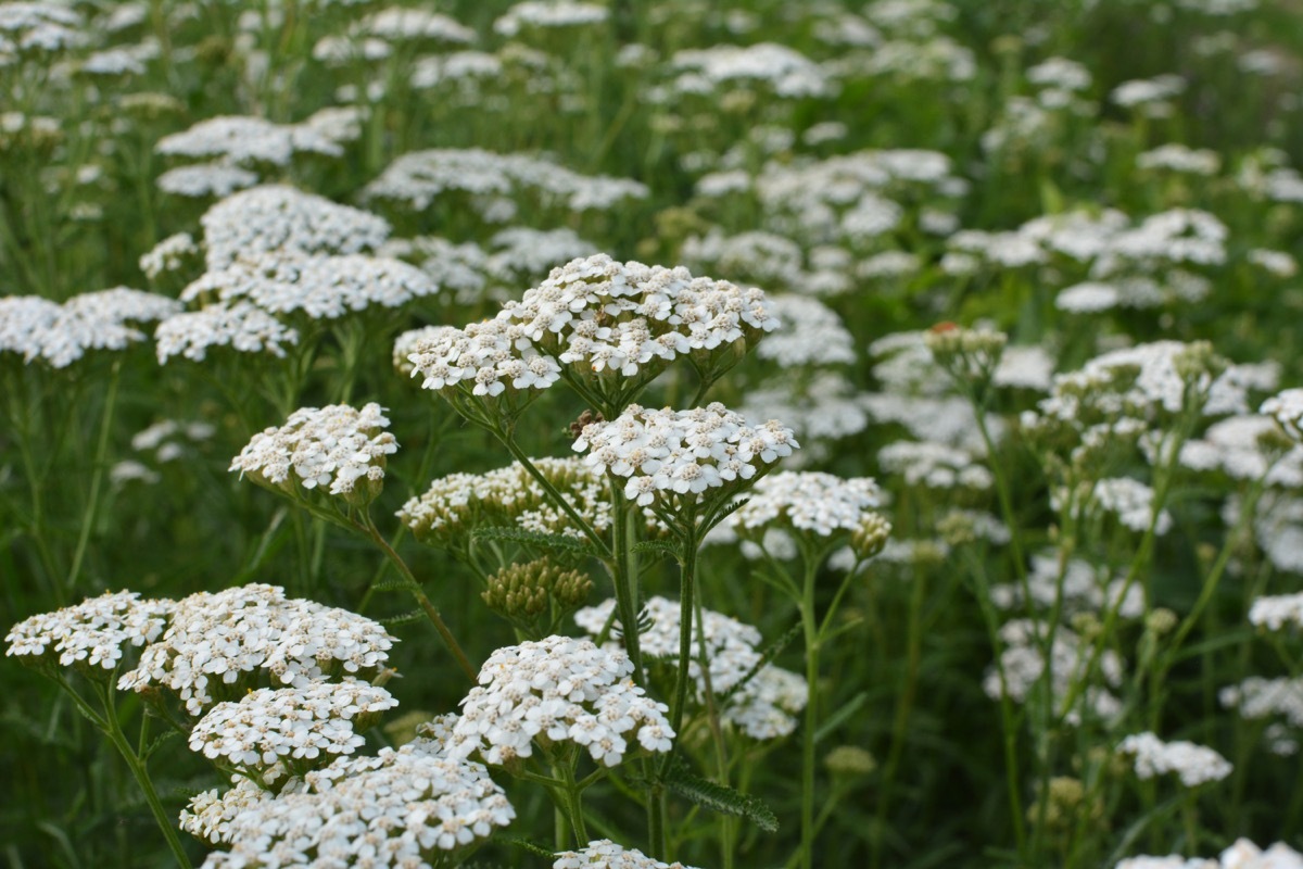 yarrow blooming