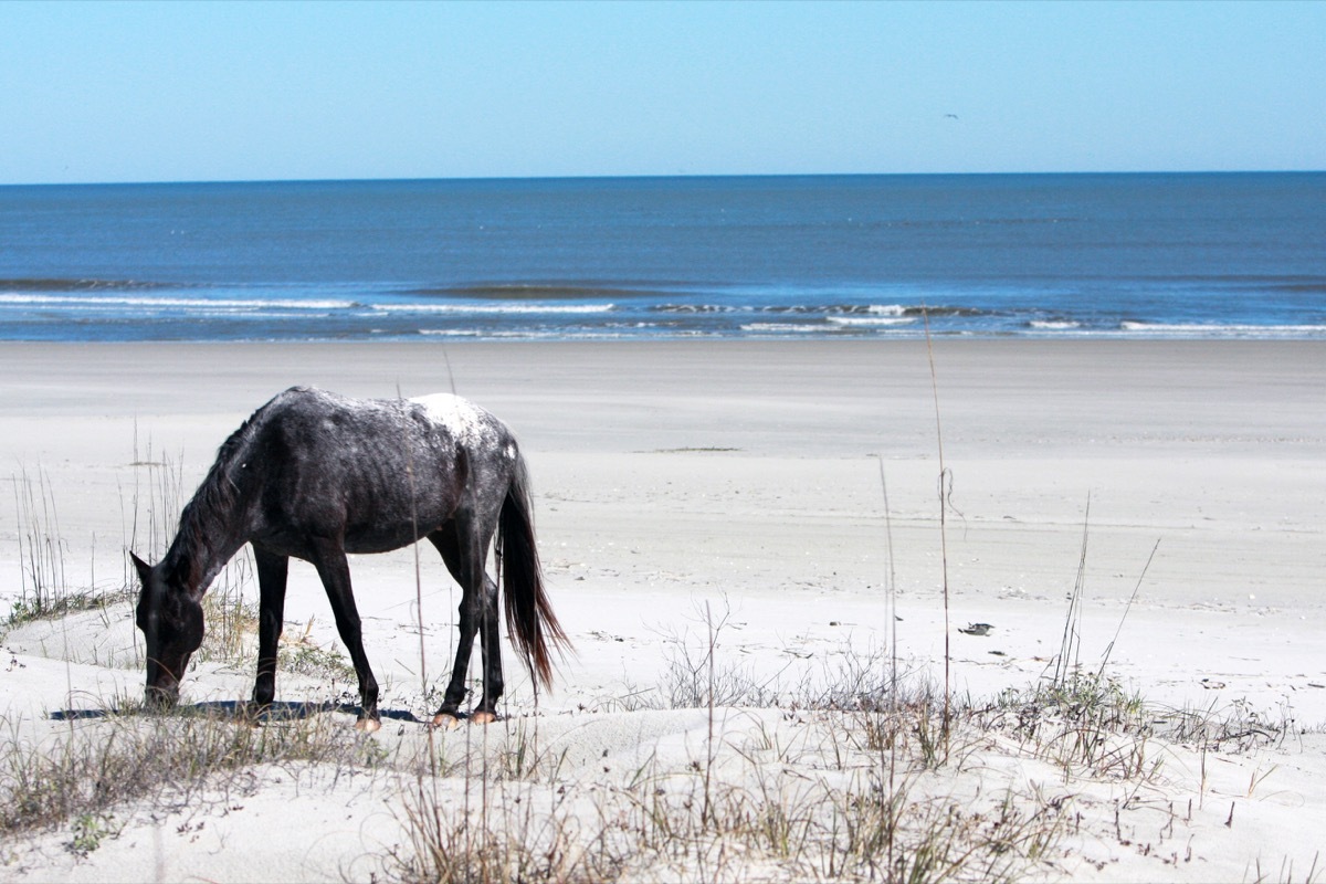 A wild horse stands on the beach in Cumberland Island, Georgia