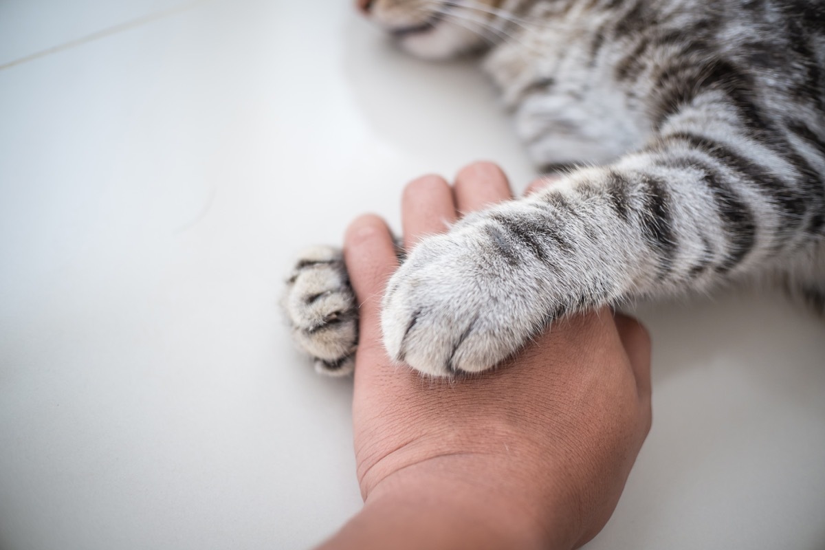 Cat love By the hand grip at hand.