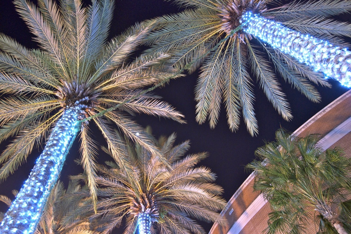 Palm Trees covered in Christmas lights