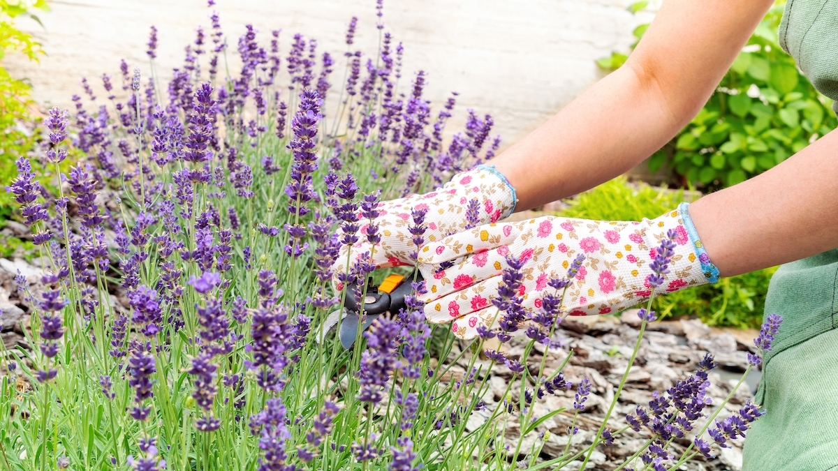 Close up of hands in gardening gloves caring for a lavender plant