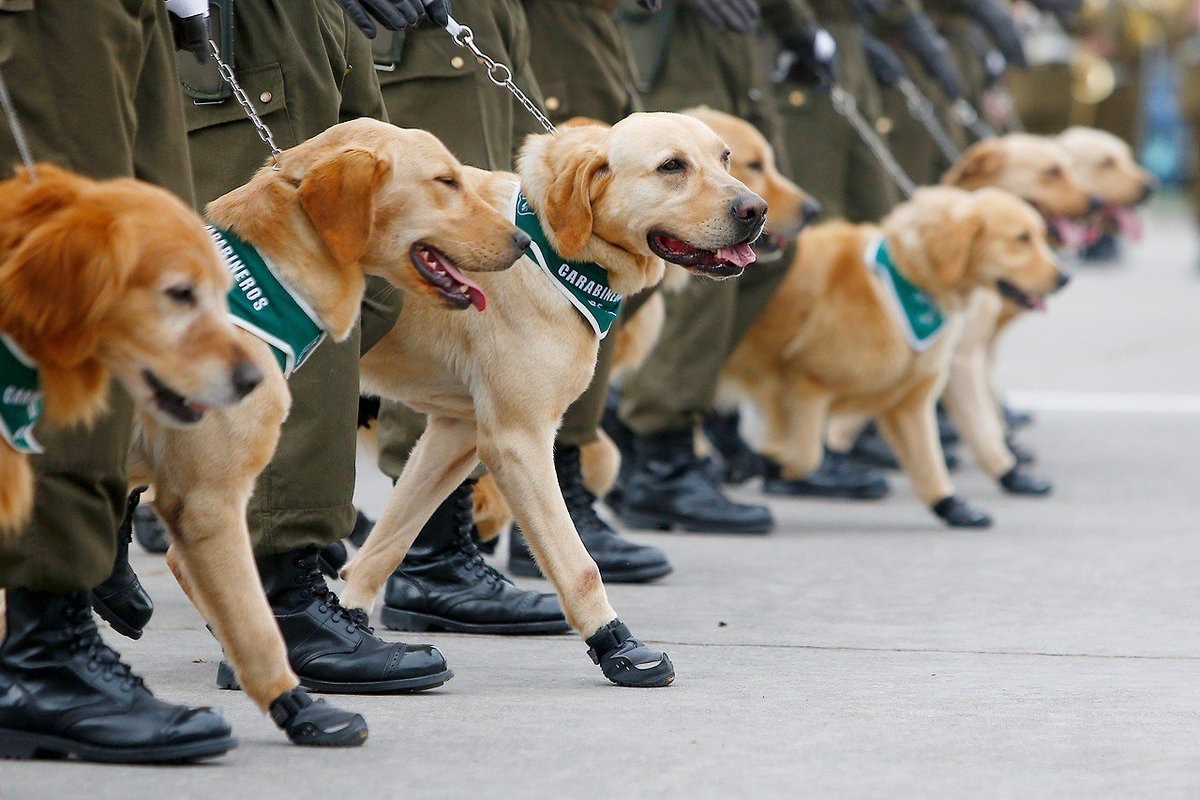 Chilean military dogs adorable police animals