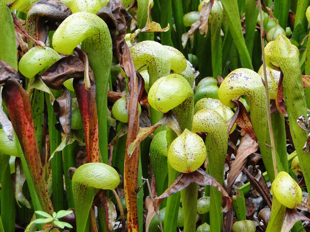 Cobra Plant terrifying plants