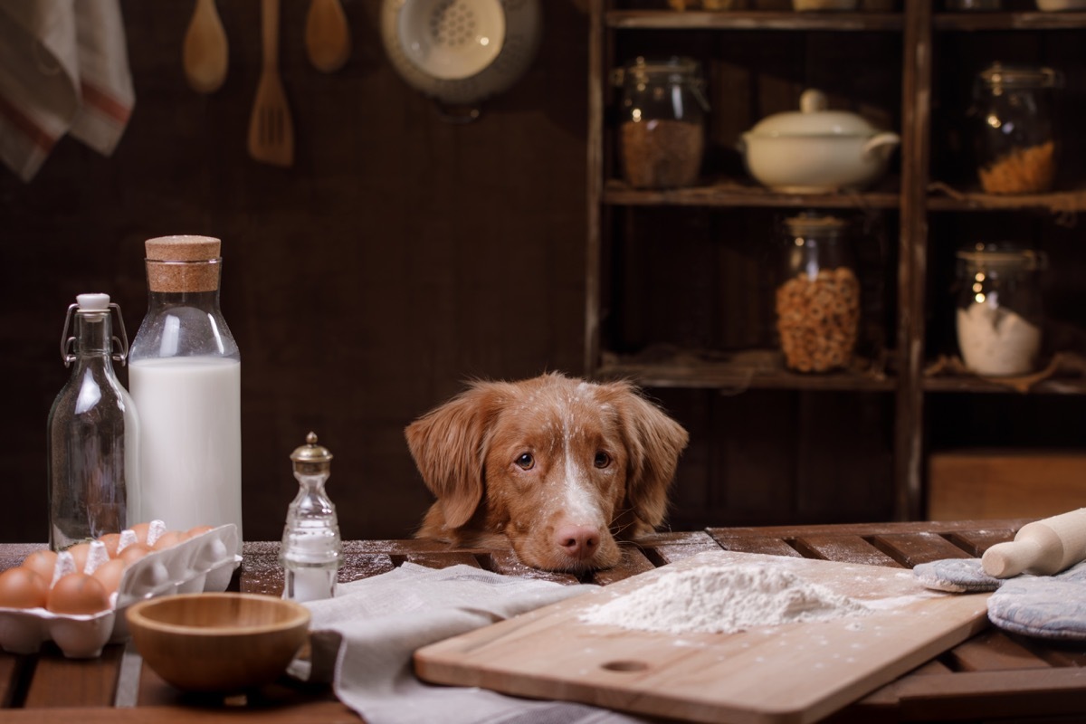 Dog in the Kitchen Christmas Perfectionism