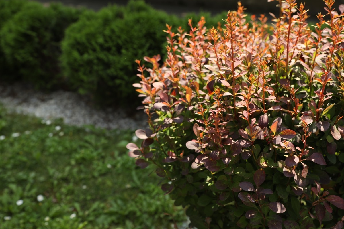 barberry shrub growing