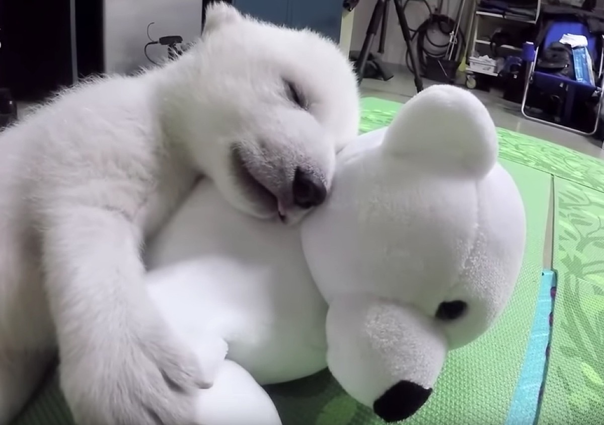 polar bear cub sleeping with stuffed animal adorable photos of bears