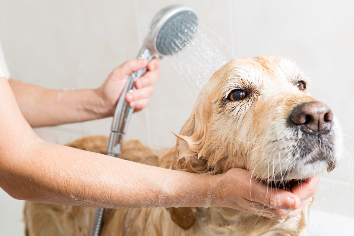 golden retriever in bath