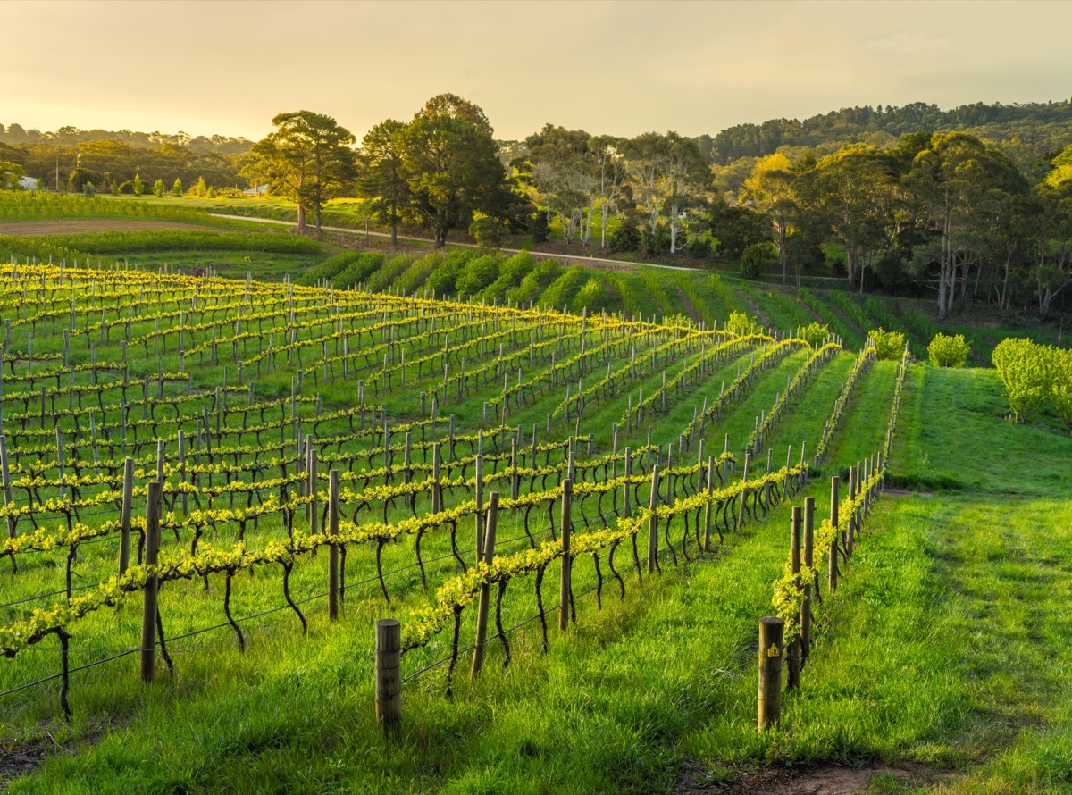 Adelaide Hills Australia