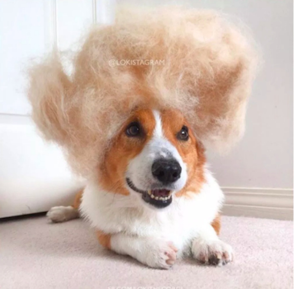 fluffy corgi