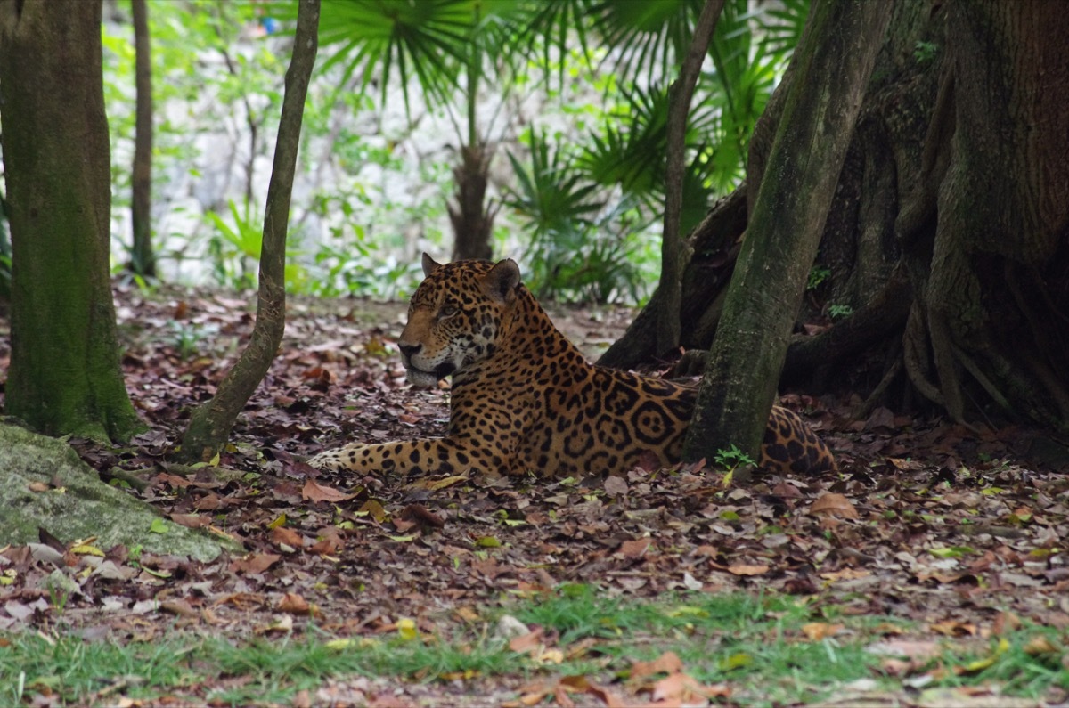 Jaguar resting in the shade of trees in Xcaret Park (Cancun, Mexico)