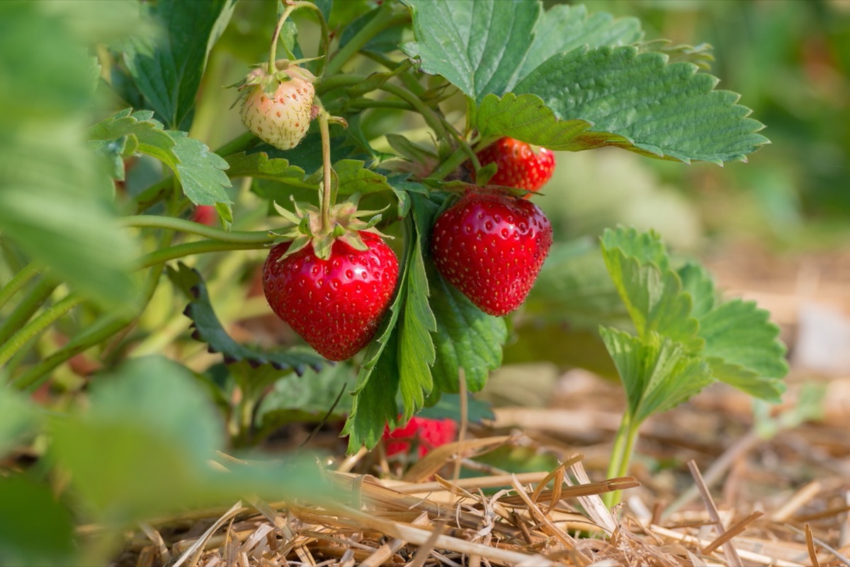 strawberry plant