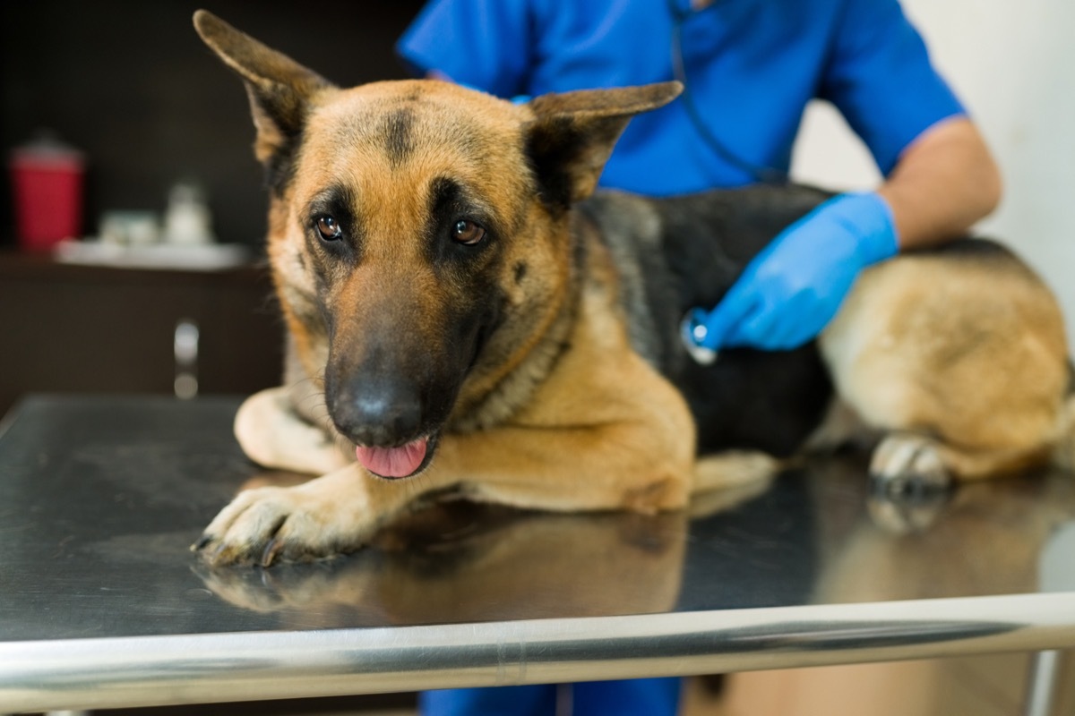 german shepherd at the vet