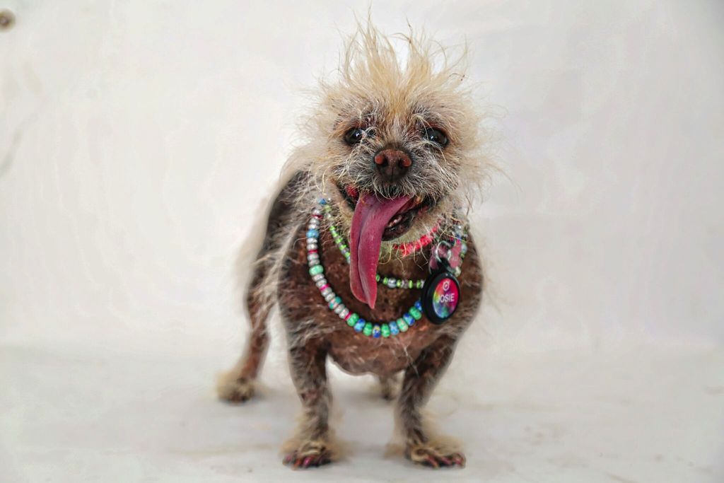 world's ugliest dogs