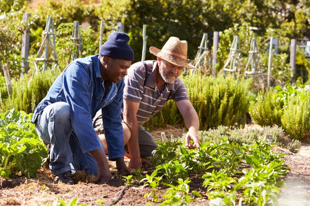 destroying your garden