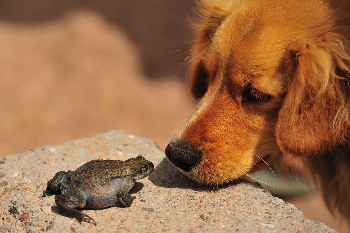 dog staring at frog