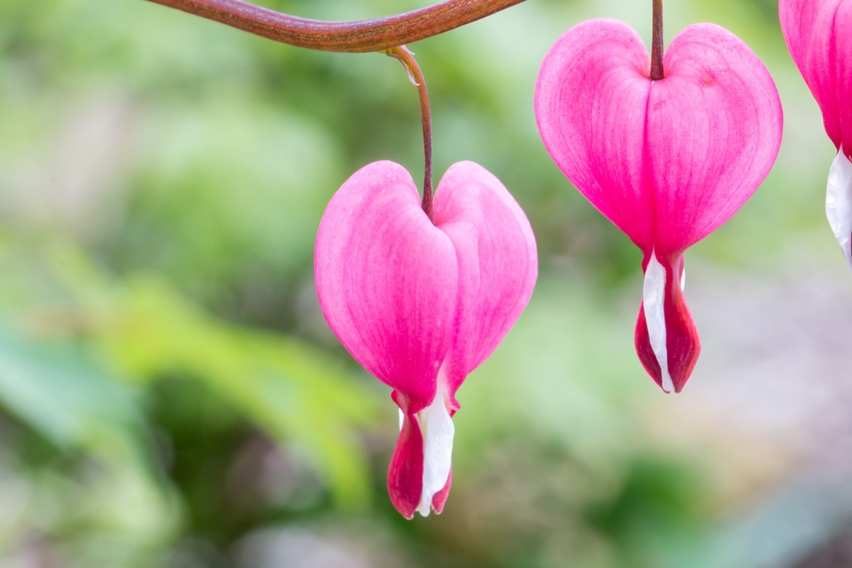 Bleeding heart flower closeup