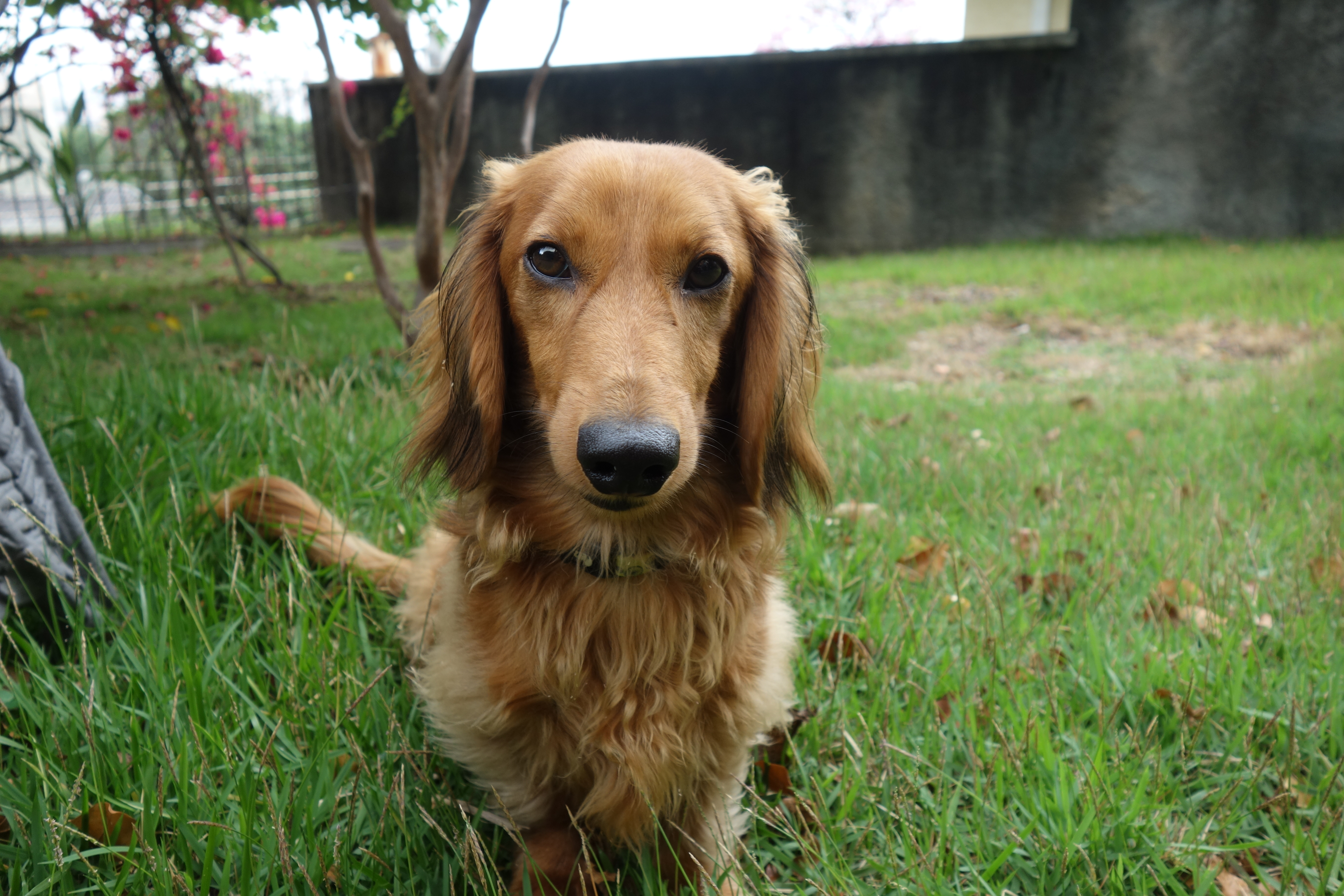 daschound sitting on grass