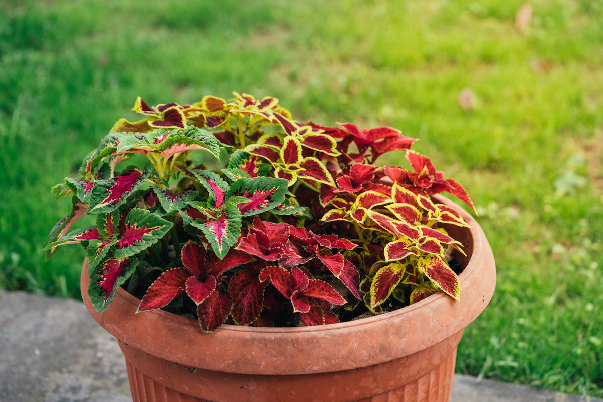 Various colors of Coleus plant in a terra-cotta pot