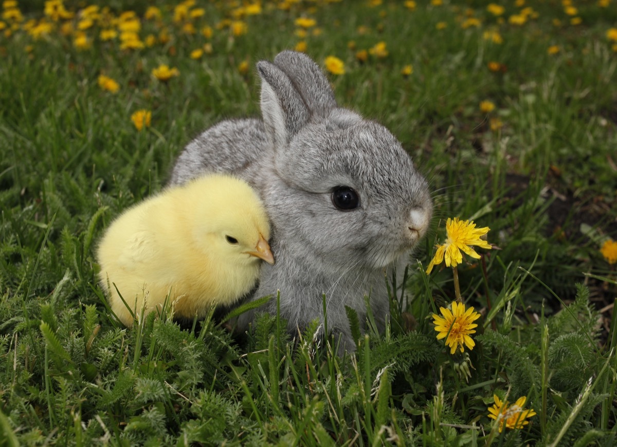 Bunny and chick cuddling