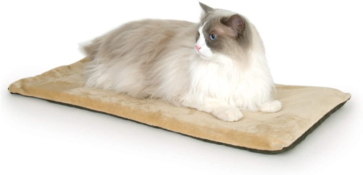 white and gray cat on tan bed