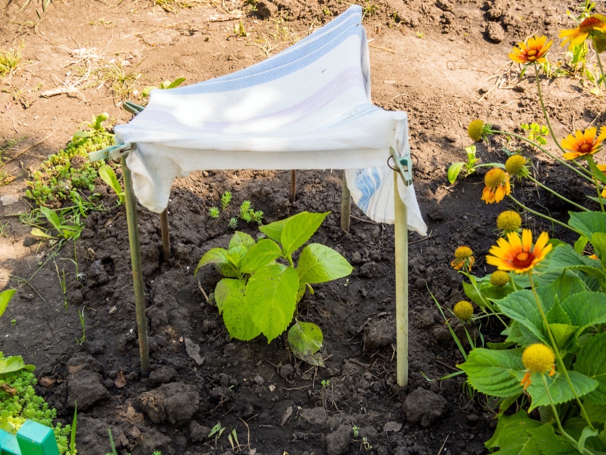 Protecting a young hydrangea flower from the sun with a cloth