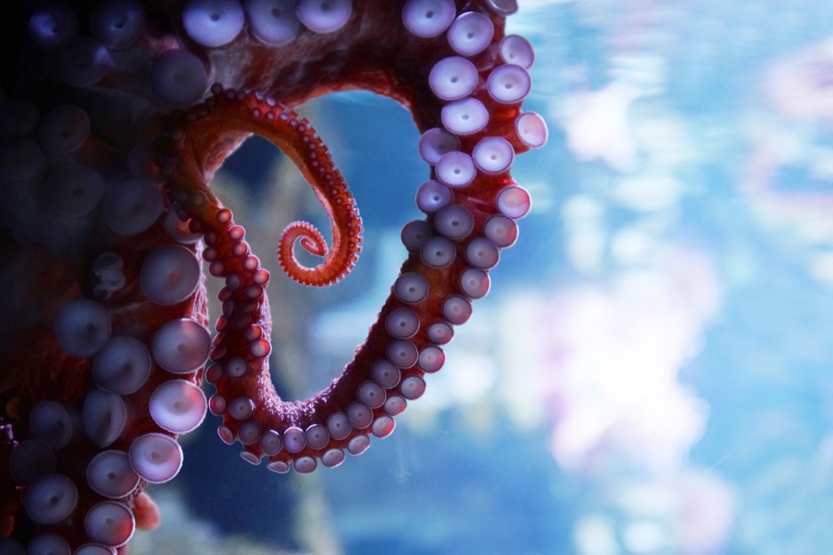 octopus close up in a tank, useless facts