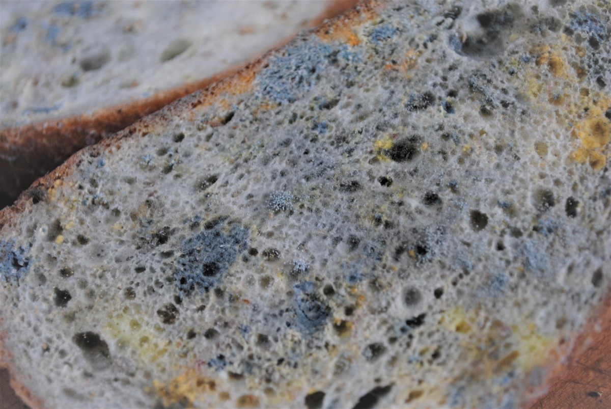 moldy bread