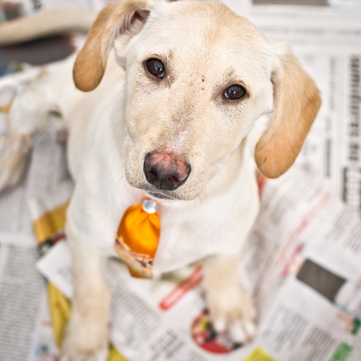 white labrador 