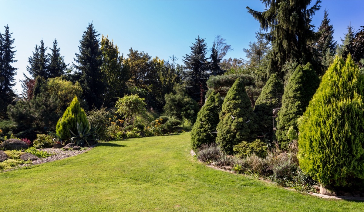 large trees in yard, property damage