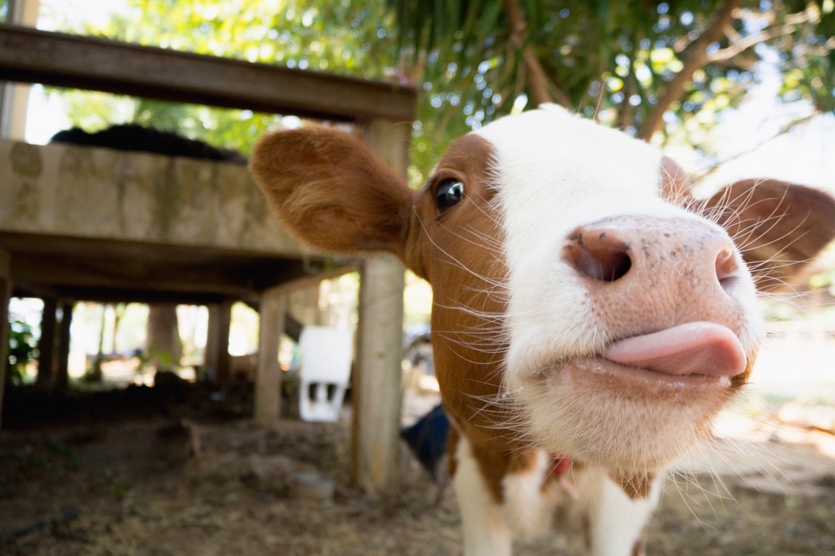 a cow sticking his tongue out at the camera, cow photos