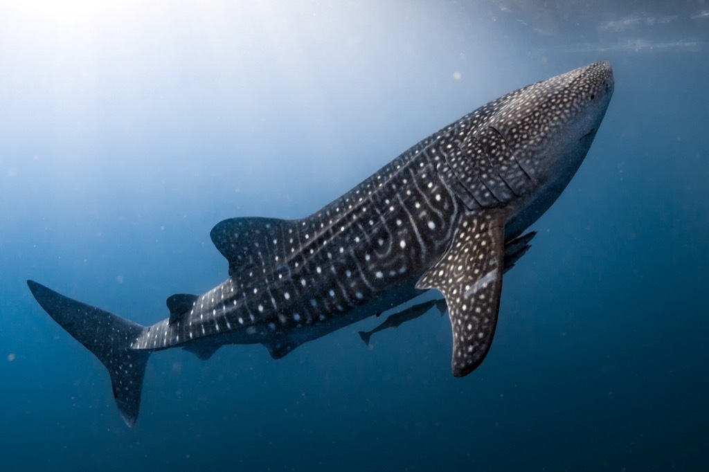 whale shark