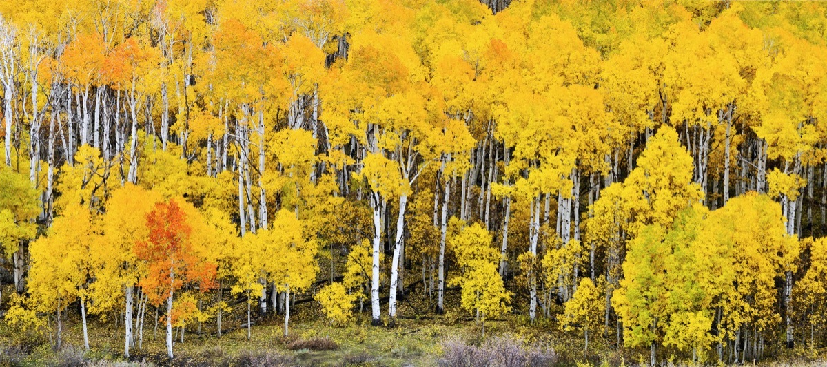 aspen tree grove in utah, pando, the trembling giant, most common street names