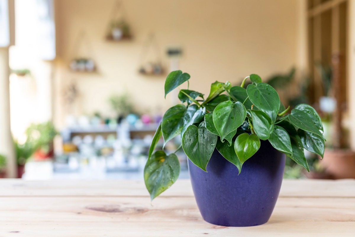 'Philodendron hederaceum scandens brasil green leaves house plant with selective focus and blurred background