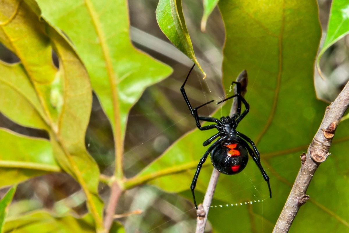 Black Widow in tree