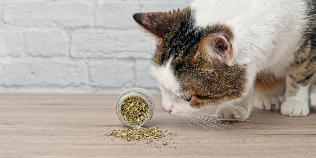 Cat sniffing bottle of catnip