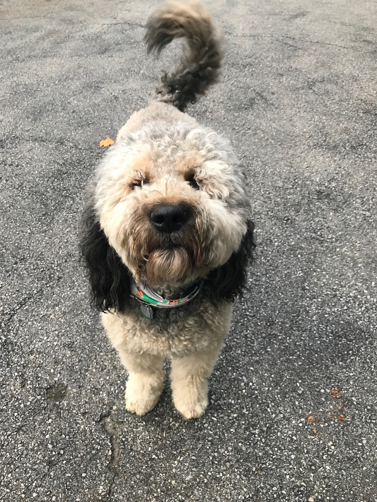 Walter the Bernedoodle, cutest hybrid dogs