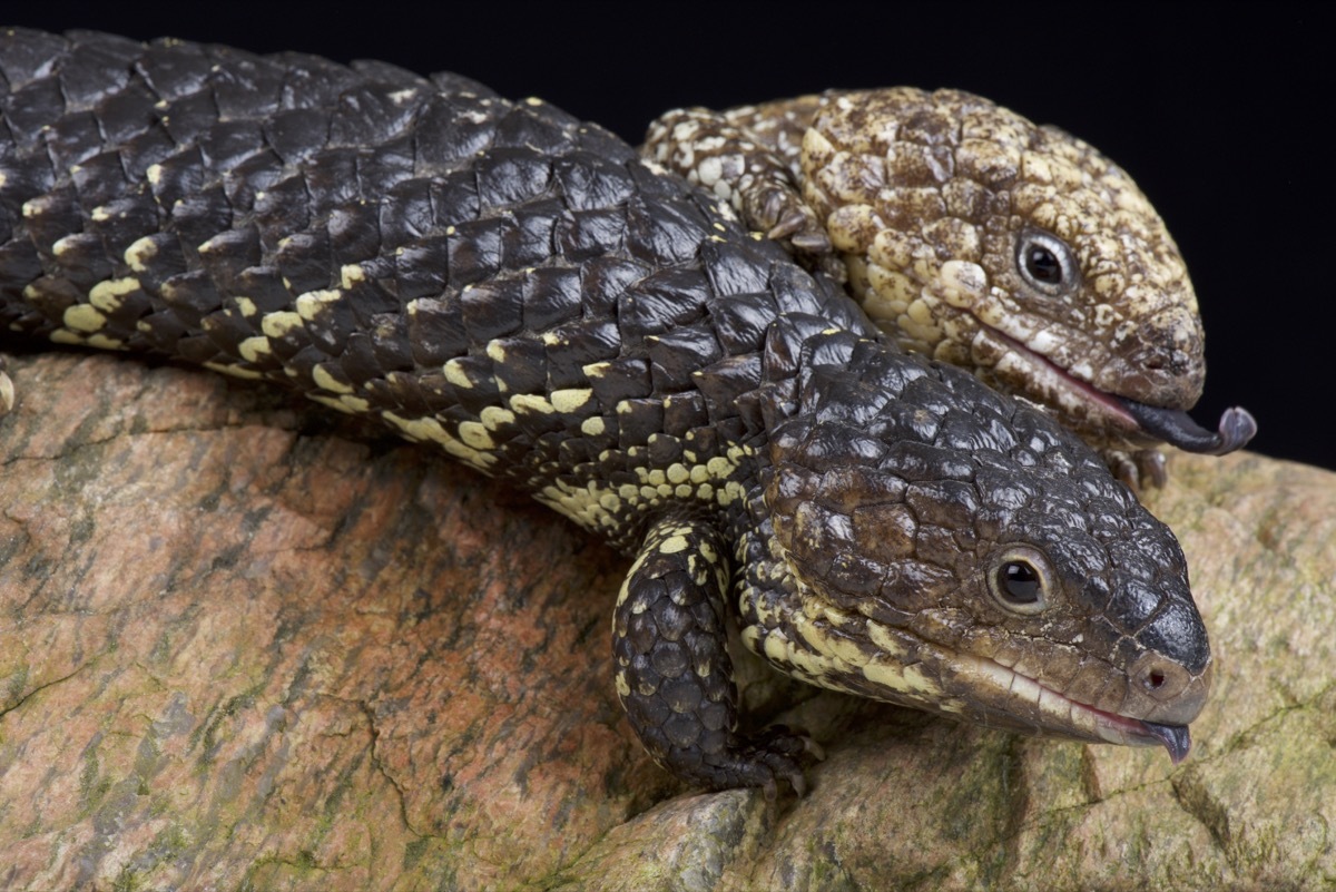 Two shingleback lizards