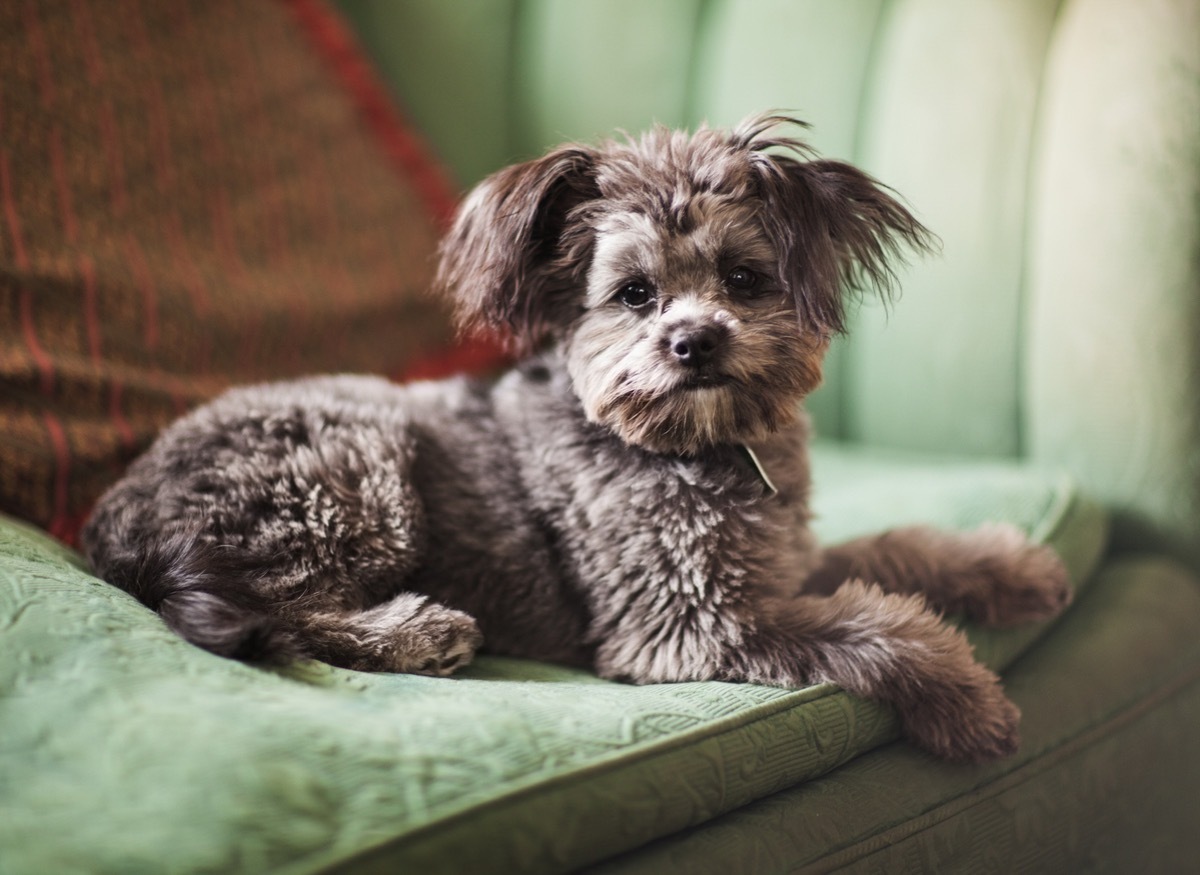 Cute little Yorkiepoo puppy (part yorkie, part poodle) - Non shedding and hypoallergenic.